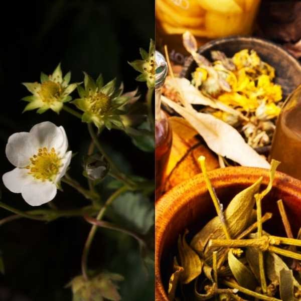 Fitoterapia y Naturoterapia