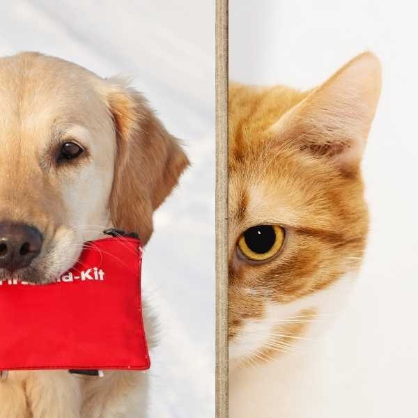 Veterinaria